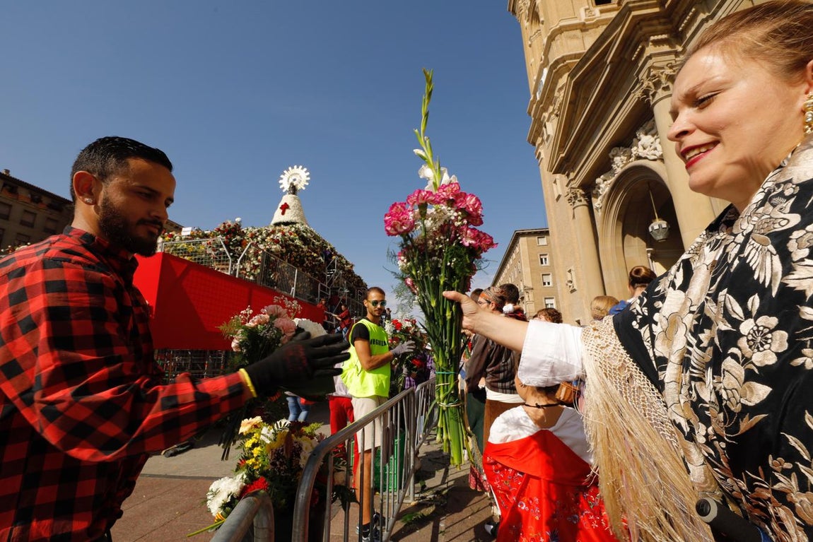 Decenas de voluntarios en un engranaje perfecto. La Ofrenda pone a prueba cada año la eficacia organizativa. Decenas de voluntarios hacen posible que la masiva participación fluya con agilidad y normalidad. En la imagen, oferente entregando a un voluntario el ramo que luego se coloca en el gitantesco manto floral de la Virgen del Pilar