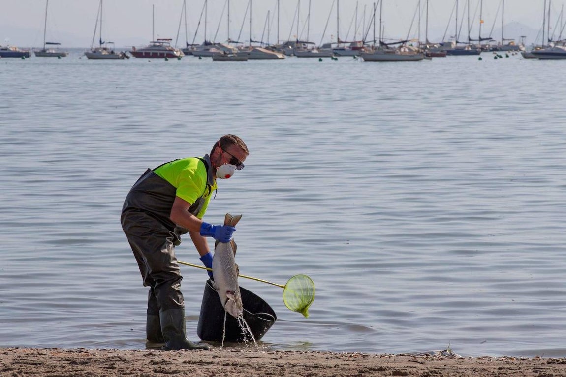 La causa es la falta de oxígeno en el Mar Menor, lo que habría llevado a los peces a acercarse a la orilla, muriendo finalmente en la orilla.. 