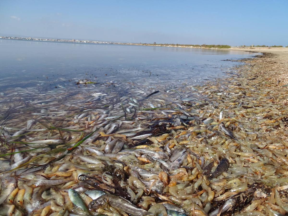 Las duras imágenes de la catástrofe ambiental del mar Menor