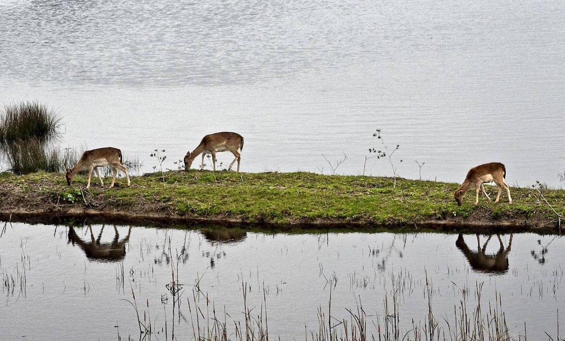 Tres gamos pastan en un islote originado por la crecida en las marismas de Doñana. 