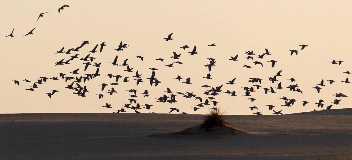 Concentración de miles de ánades en una zona de dunas del Espacio Natural de Doñana conocida desde décadas como el Cerro de los Ánsares. 