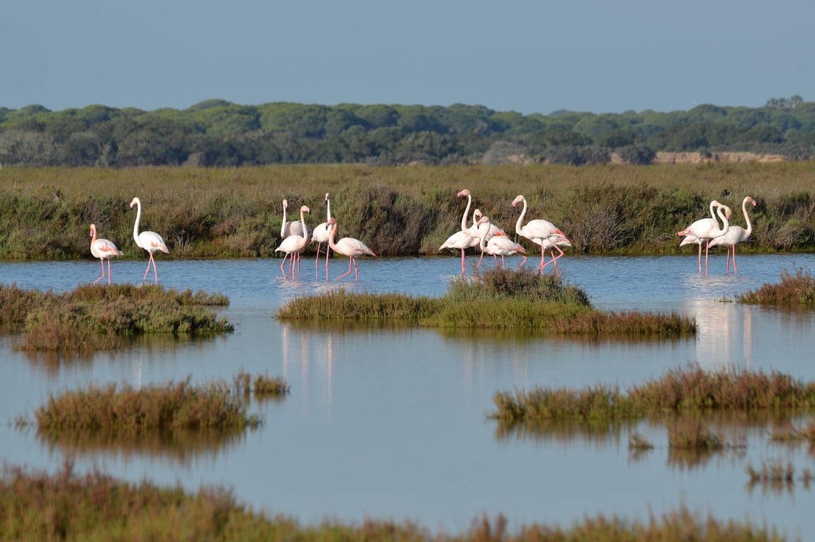 Los flamencos llenan cada año las marismas de Doñana. 