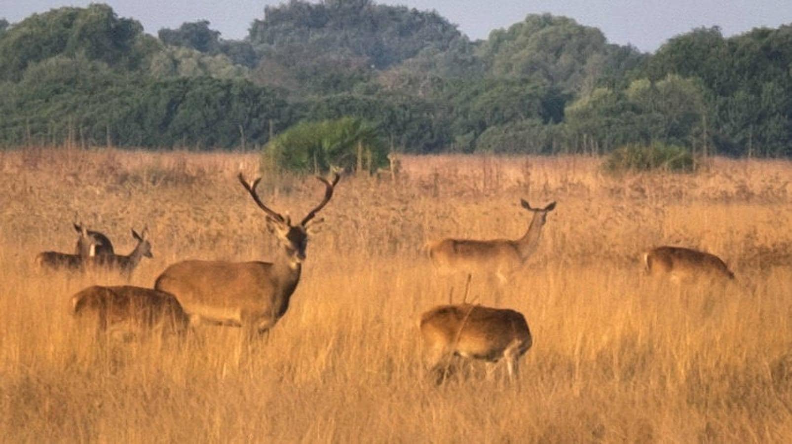 La llegada del otoño y la bajada de las temperaturas provoca que desde este fin de semana comience el espectáculo de la berrea de los ciervos en distintos puntos Doñana y otras zonas de Andalucía. 