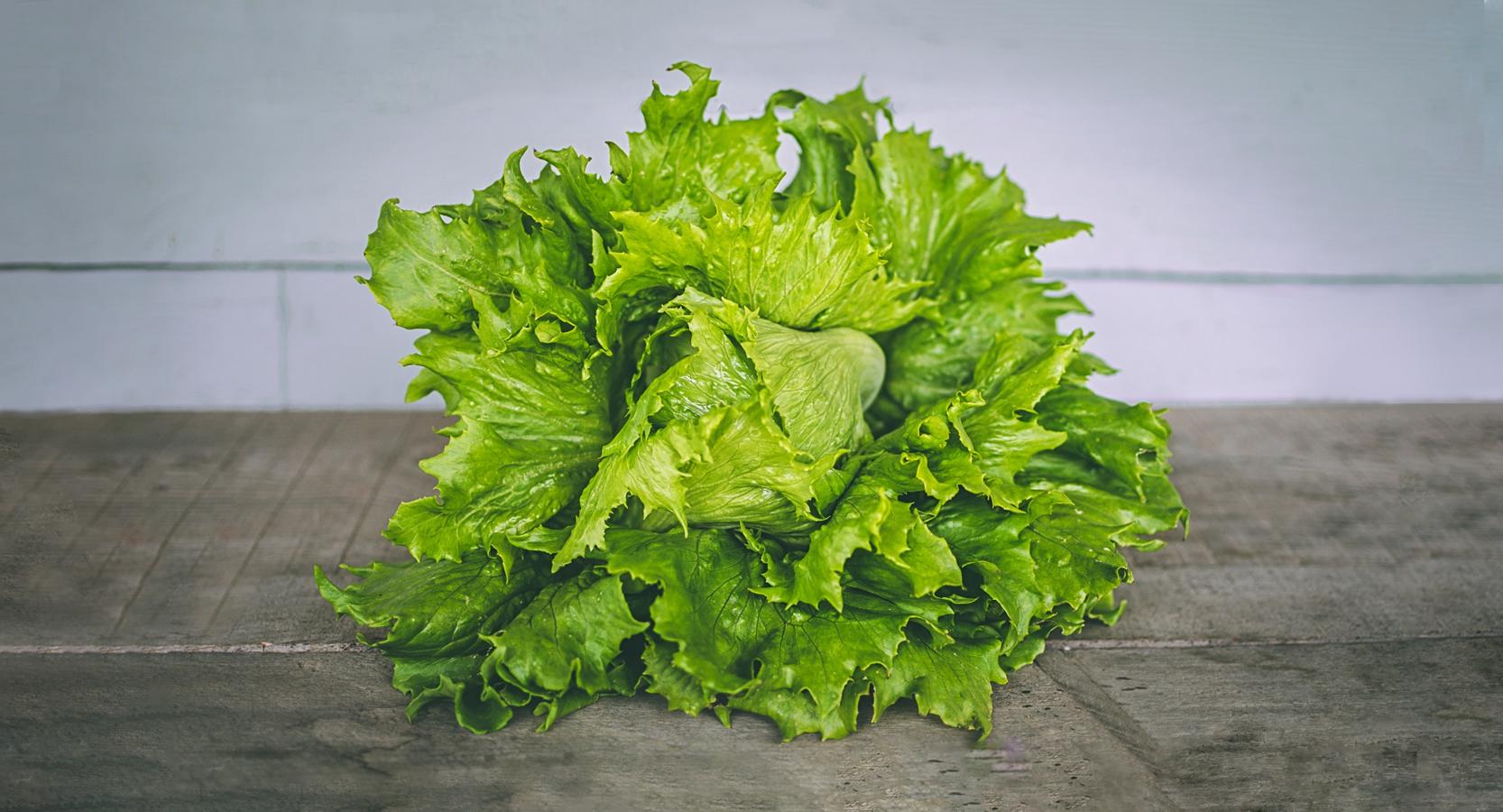 Lechuga. Prácticamente todo el año se puede disfrutar de este vegetal. A la hora de escoger este producto hay que fijarse en que las hojas, cuanto más oscuras, más nutritivas son. Tiene bajo índice de calorías y un efecto saciante que sirve como dieta adelgazante, además de un 34,7% de calcio por cada 100 mg, según datos de la BEDCA.