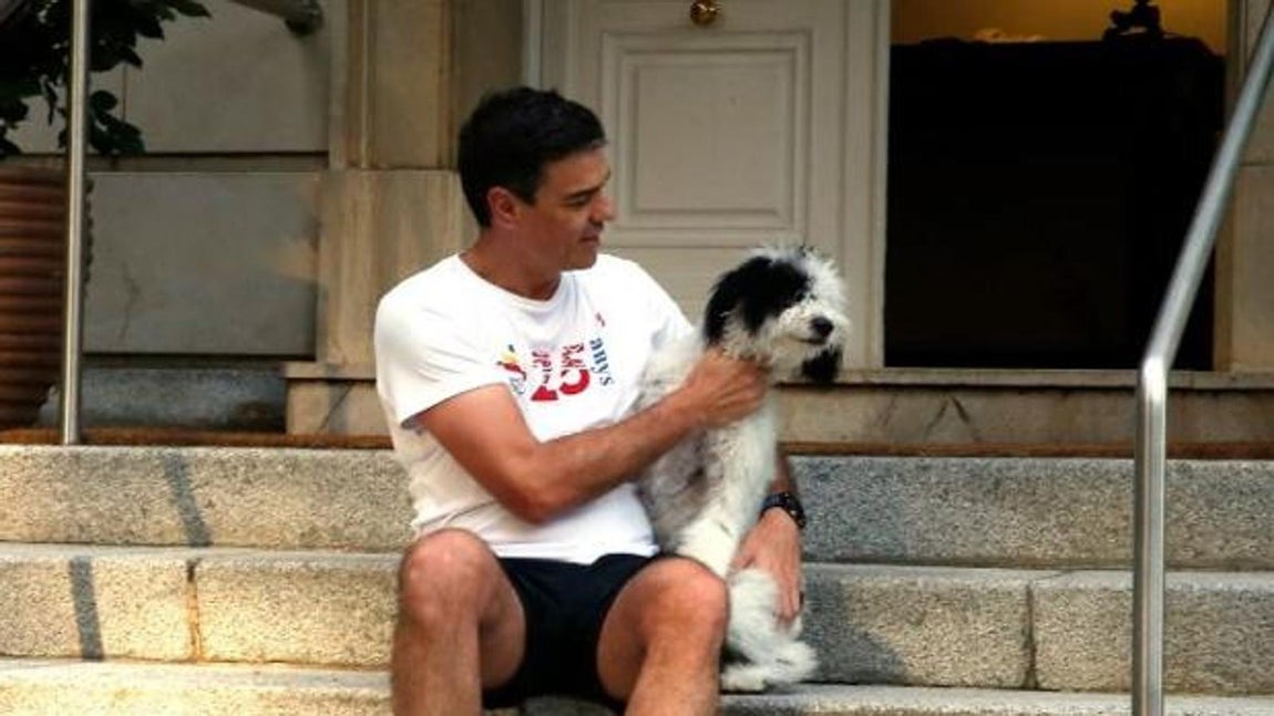 Turca, el perro de aguas de La Moncloa. Pedro Sánchez presentaba en 2018 a esta «preciosa perrita de aguas, toda nobleza y dulzura» que llegó a su vida aun año antes. Lo hacía con un vídeo en las redes sociales en el que se podía ver al presidente corriendo por La Moncloa en sus primeros días como mandatario, con una clara intención de mostrar cercanía