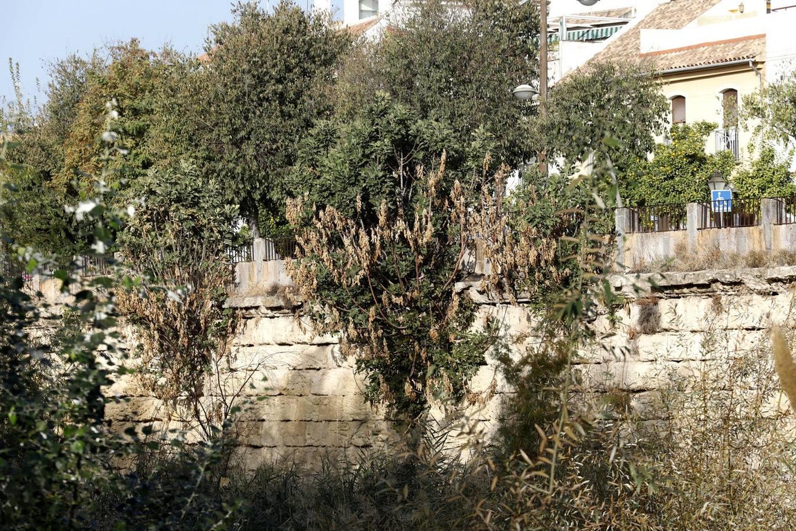 El lamentable estado del río en Córdoba, en imágenes