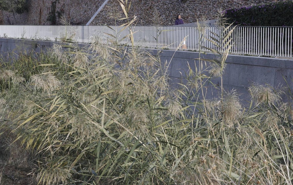 El lamentable estado del río en Córdoba, en imágenes
