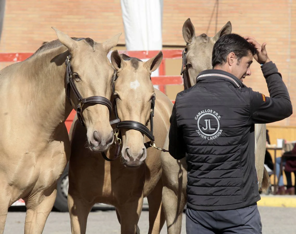 Arranque del Salón Internacional del Caballo de Sevilla, en imágenes