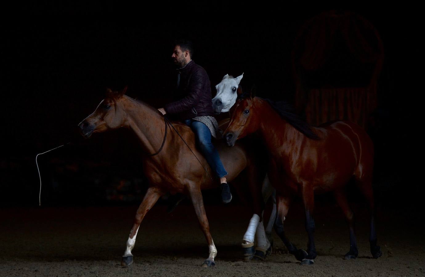 El campeonato del mundo del caballo de Pura Raza Española en SICAB 2019 (I)