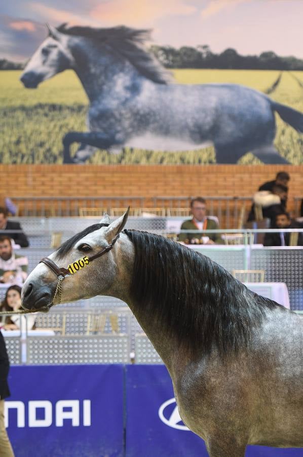 El campeonato del mundo del caballo de Pura Raza Española en SICAB 2019 (I)