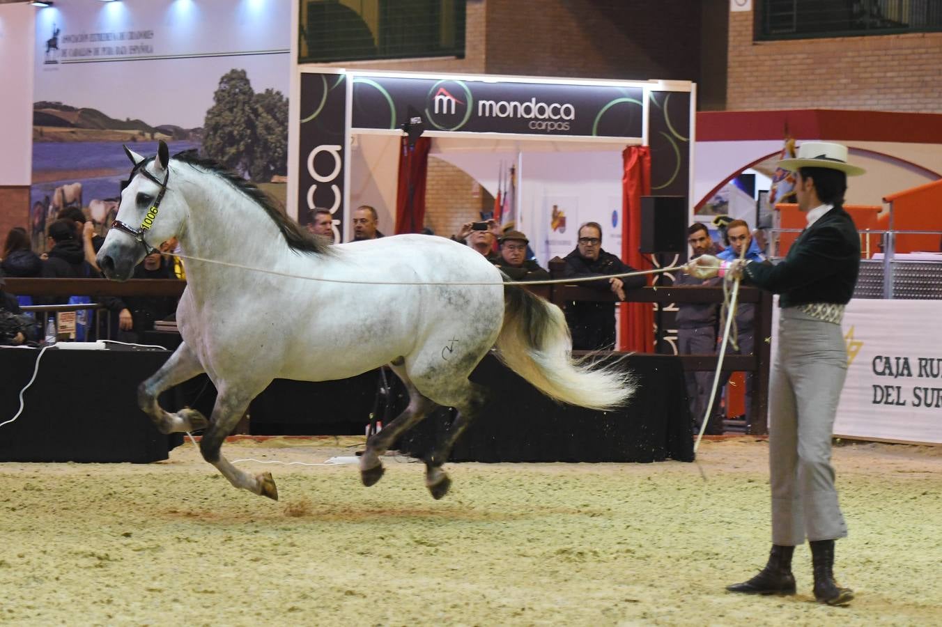 El campeonato del mundo del caballo de Pura Raza Española en SICAB 2019 (I)