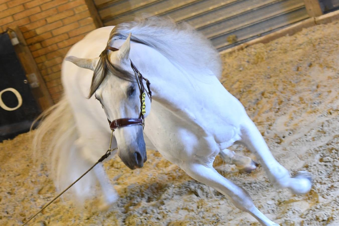 El campeonato del mundo del caballo de Pura Raza Española en SICAB 2019 (I)