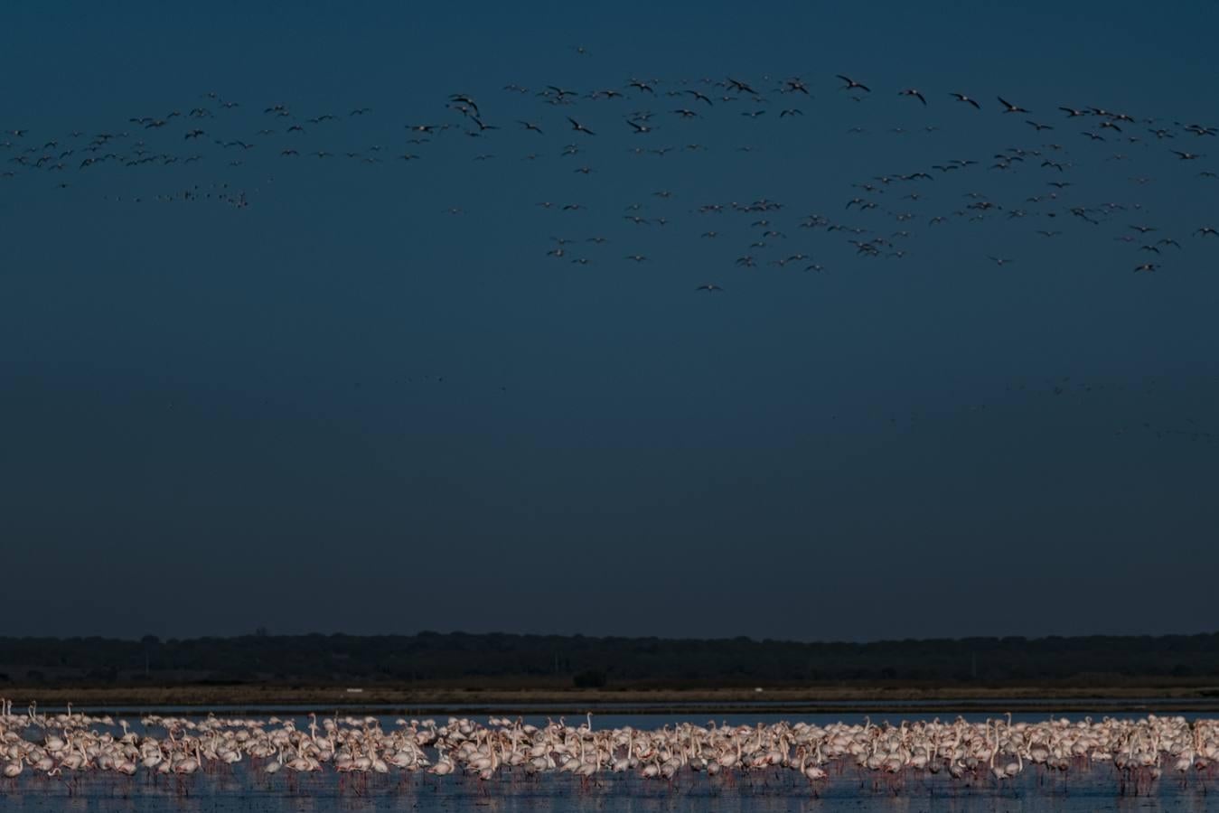 Los campos de arroz, hogar para las aves de Doñana