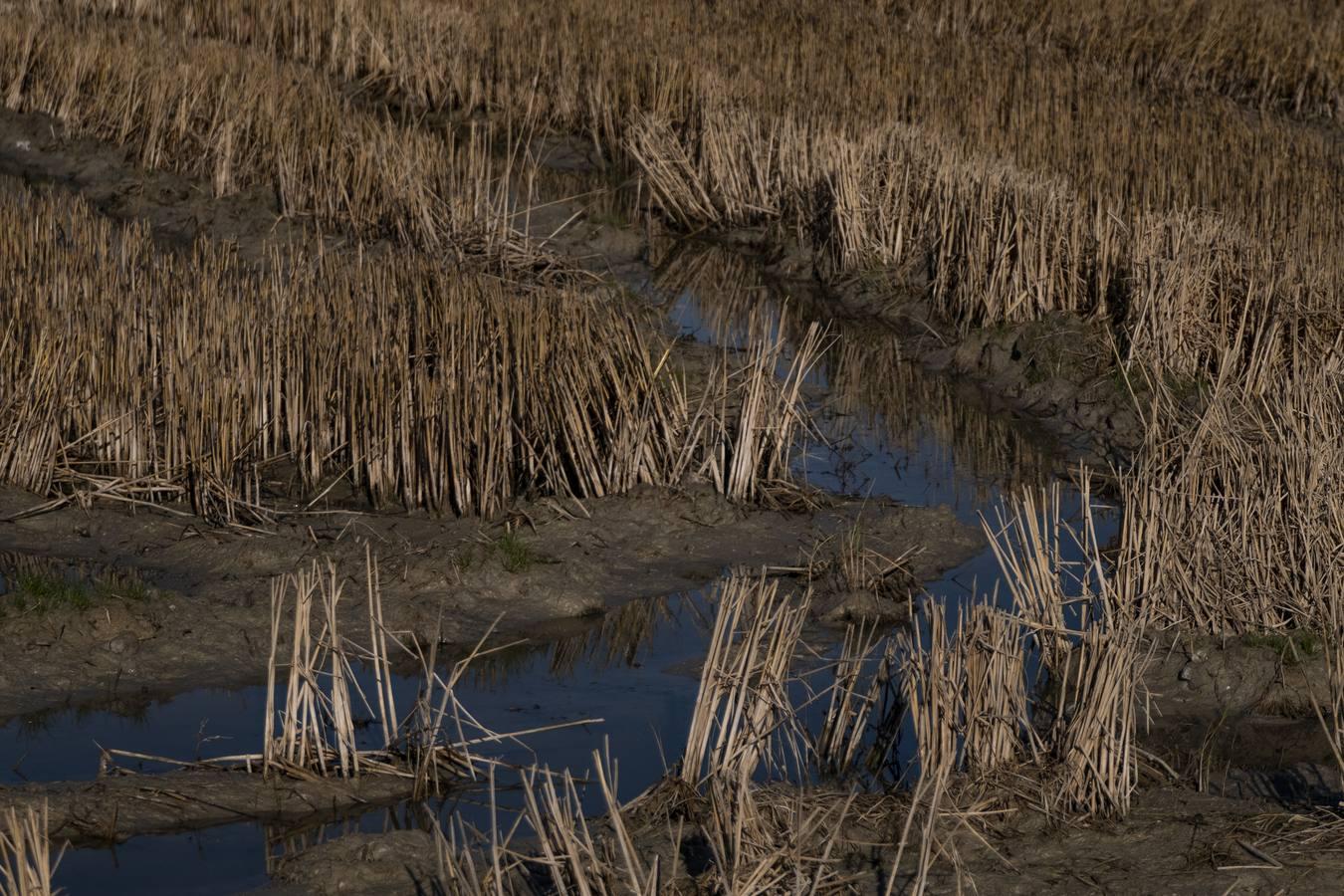 Los campos de arroz, hogar para las aves de Doñana