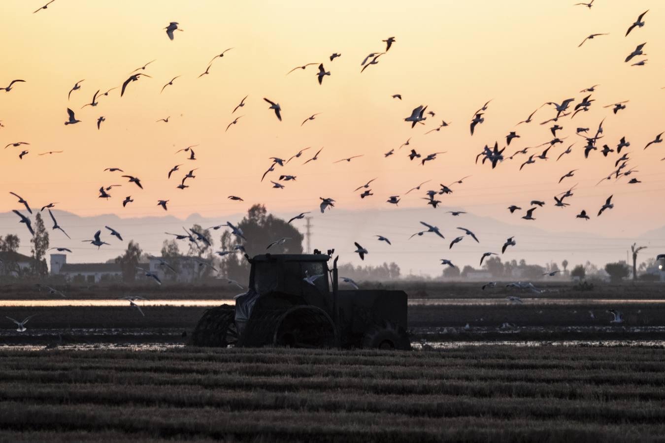 Los campos de arroz, hogar para las aves de Doñana