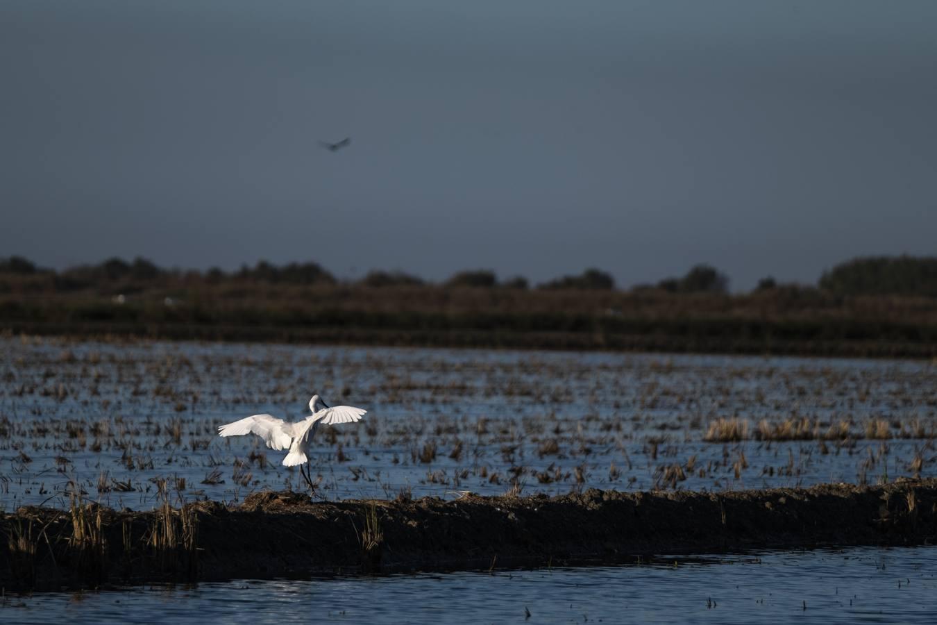 Los campos de arroz, hogar para las aves de Doñana