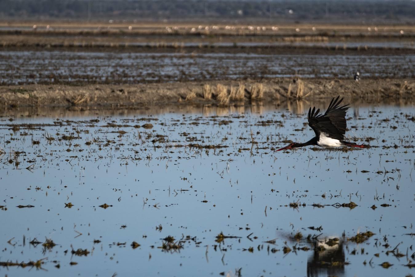 Los campos de arroz, hogar para las aves de Doñana