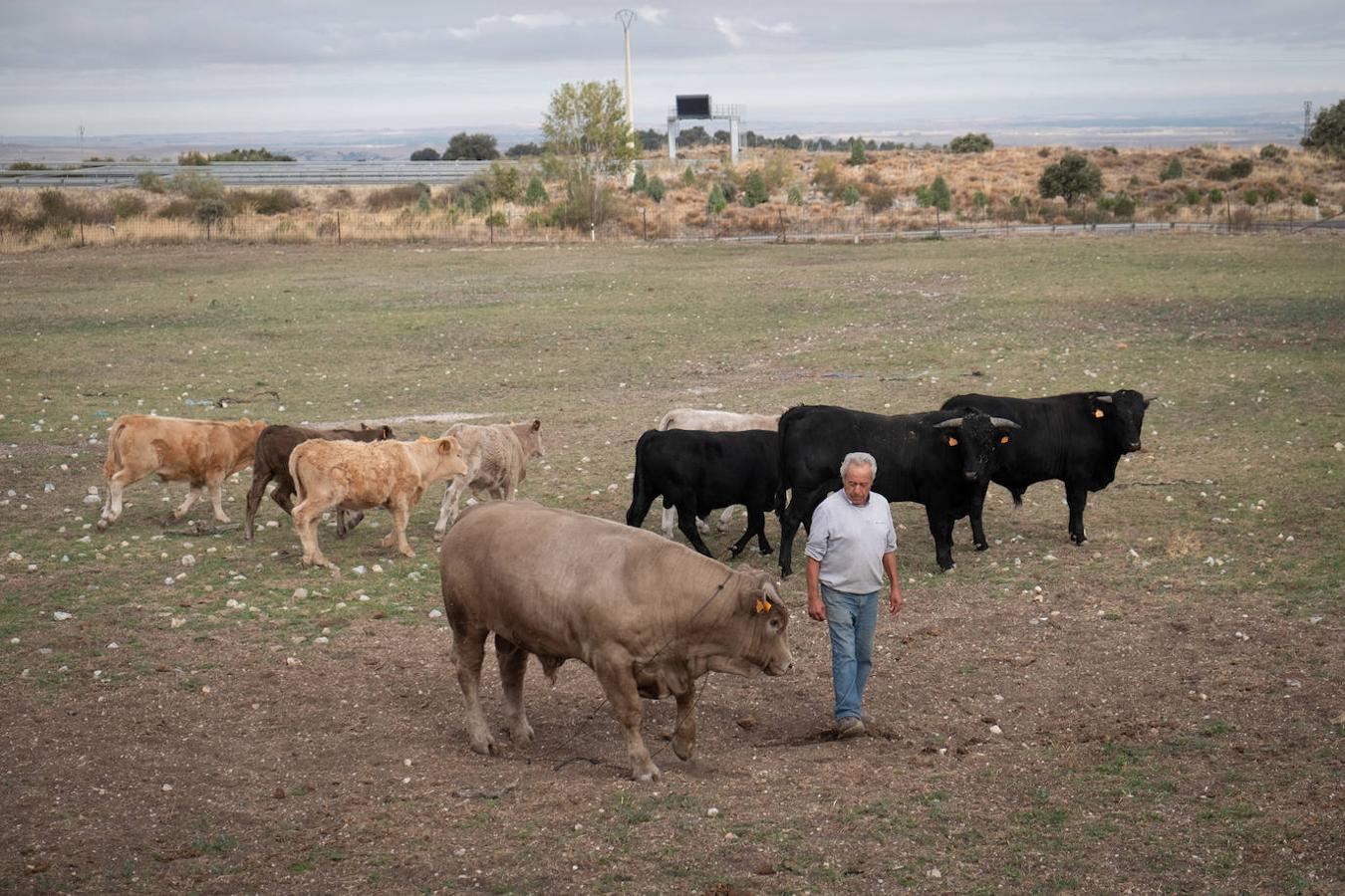 Las actividades agrícolas y ganaderas son las primeras que están sufriendo los efectos de la falta de precipitaciones. 