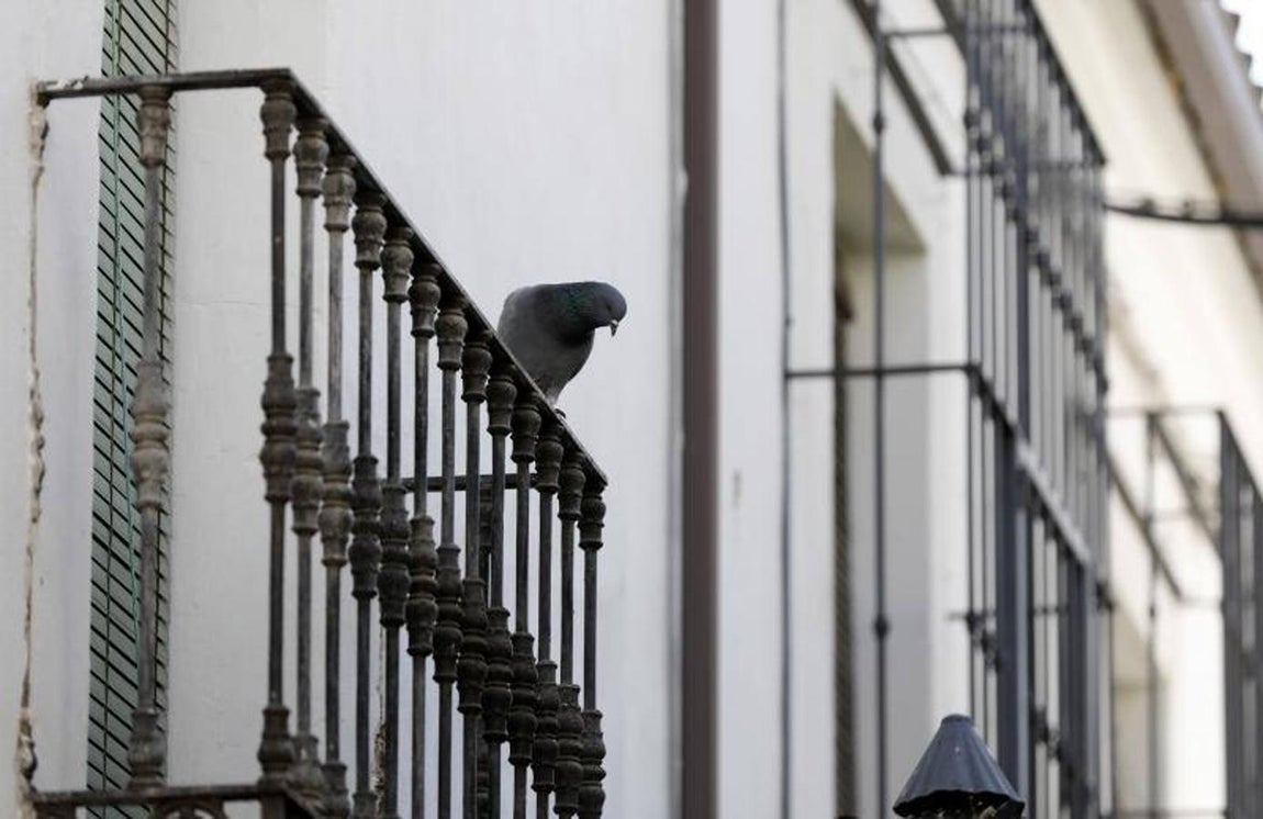 La calle Cabezas de Córdoba, en imágenes