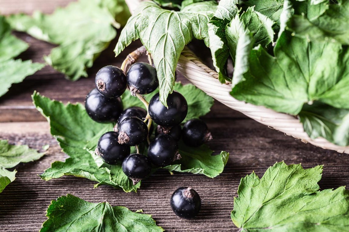 La grosella negra, un alimento con un gran aporte de vitamina C. La grosella negra es una baya silvestre que, como el resto de estas frutas, es baja en calorías y muy rica en fibra en y vitamina C (las grosellas negras mucho más que las rojas, según la Fundación Española de la Nutrición). Este fruto puede aportar unos 181 mg de vitamina C por cada 100 gramos.
