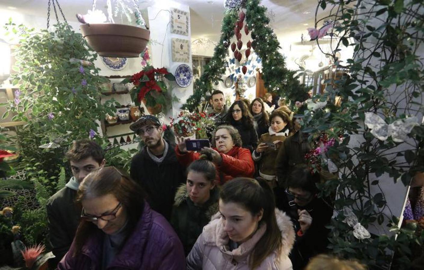 Las flores del frío y la Navidad ya se abren en los Patios de Córdoba