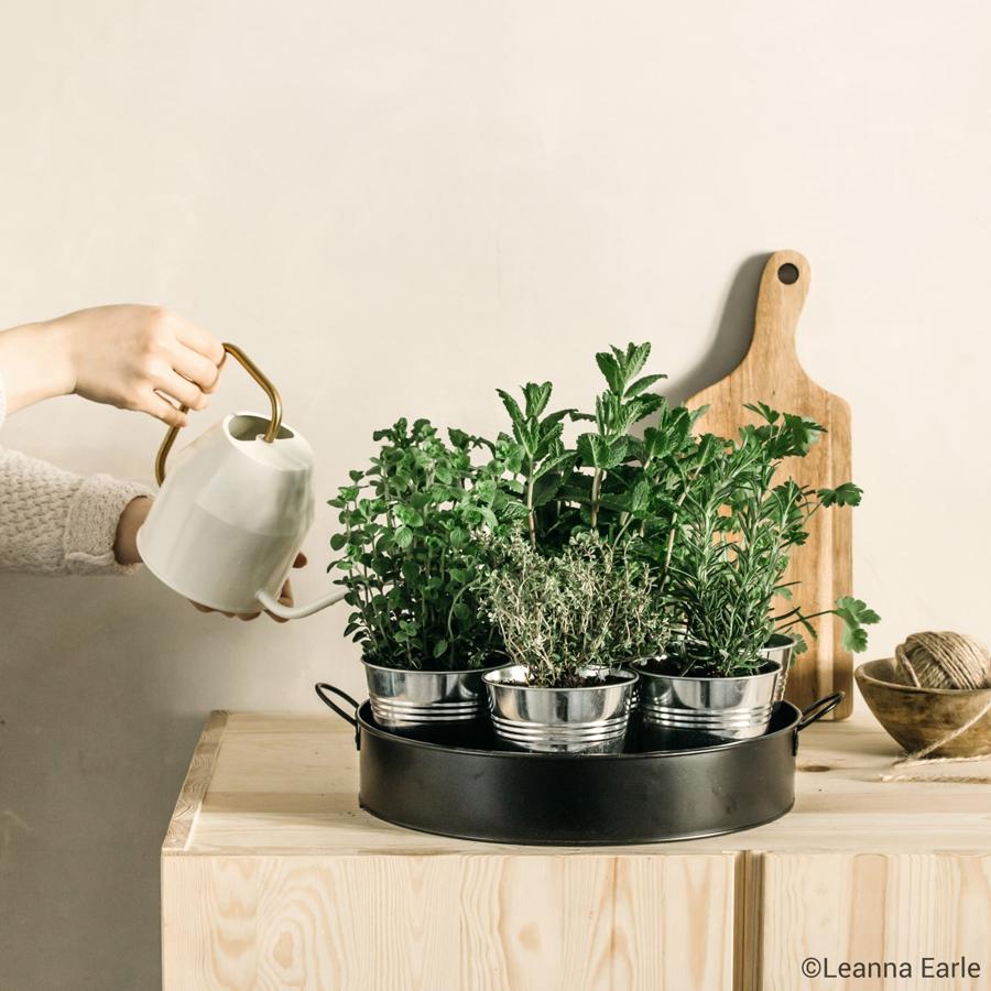 Set de especias para cultivar. Este kit de Nature &amp; Découvertes by Fnac permite cultivar especias caseras. Incluye ajo silvestre, basilico, menta, cilantro, tomillo, perejil y cebolleta. Estas plantas han sido escogidas por su simplicidad y pueden ser cultivadas en recipientes (1 ó dos plantas por recipiente) antes de replantarlas en su jardín o en recipientes más grandes para poder crecer y ser más resistentes. Precio: 32 euros.