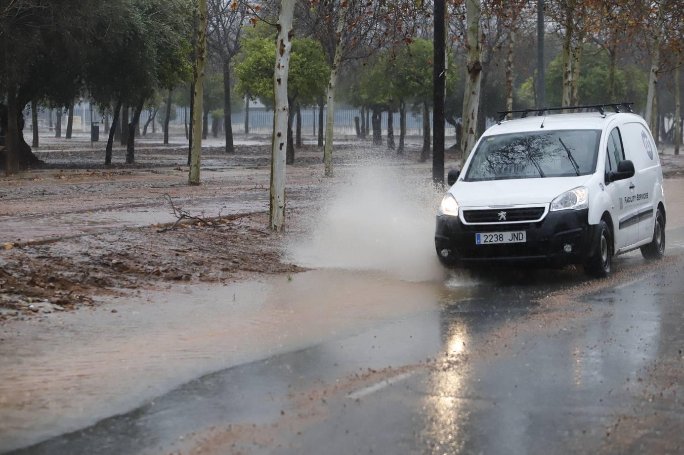 Las incidencias de la borrasca Elsa en Córdoba, en imágenes