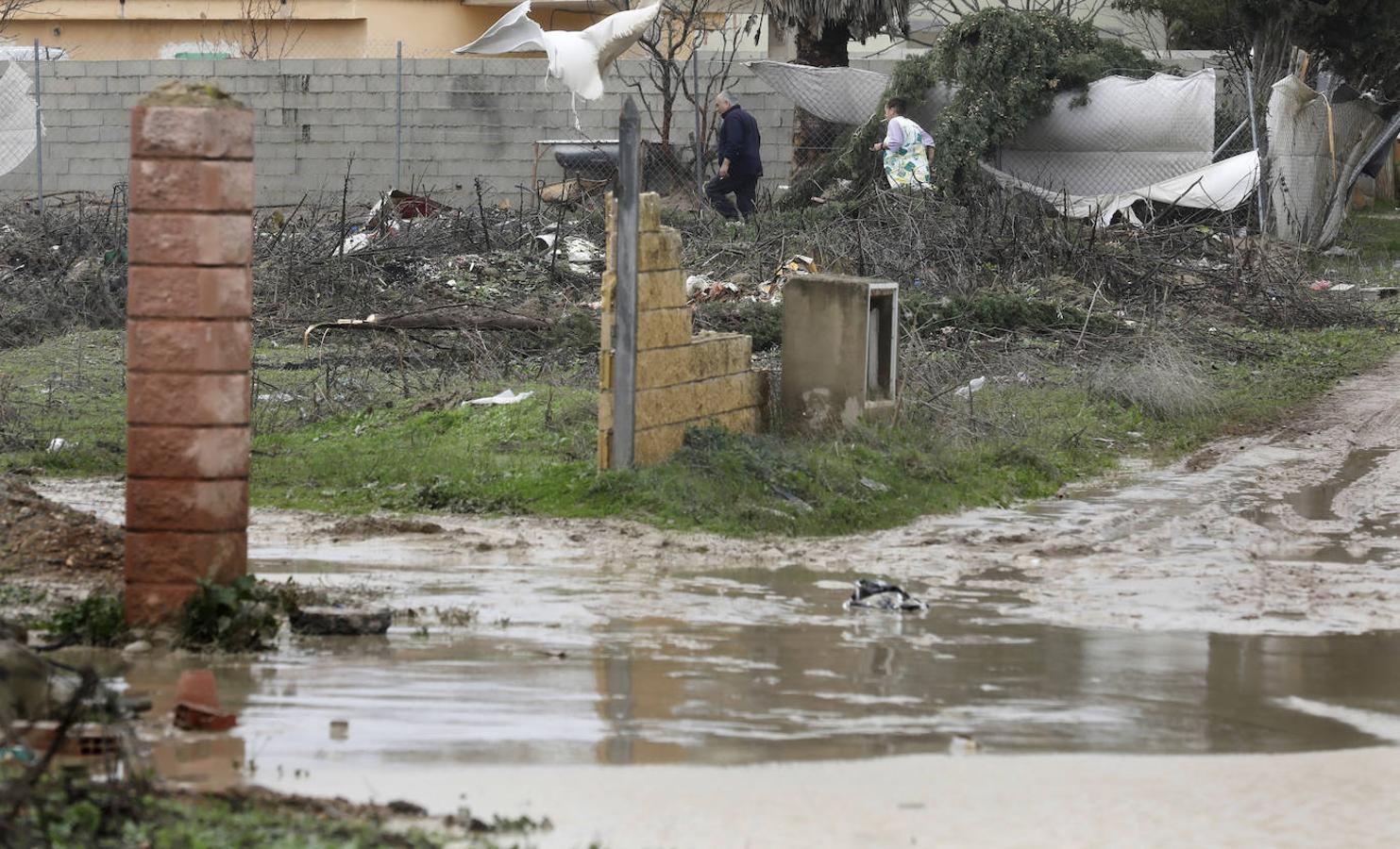 El paso de la borrasca Elsa por las parcelas del río en Córdoba, en imágenes