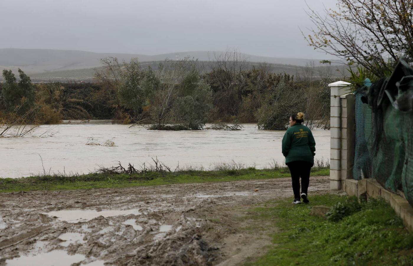 El paso de la borrasca Elsa por las parcelas del río en Córdoba, en imágenes