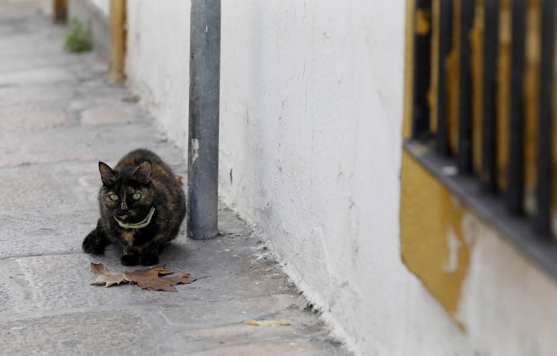 La calle Muñices de Córdoba, en imágenes