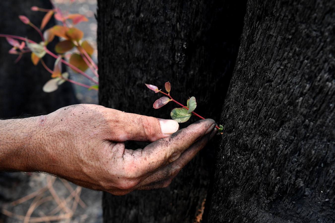 Así se abre la vida en los bosques de Australia tras los incendios