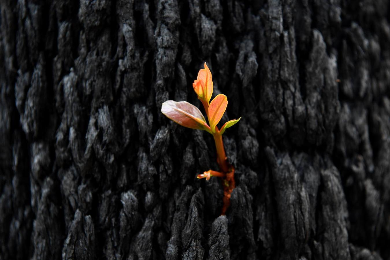 Así se abre la vida en los bosques de Australia tras los incendios