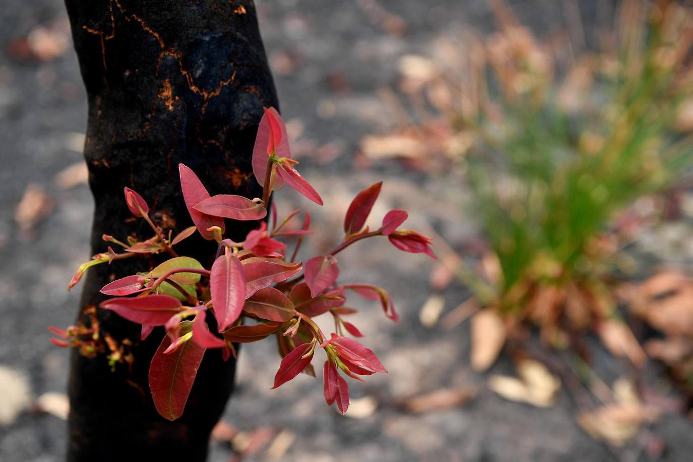 Así se abre la vida en los bosques de Australia tras los incendios