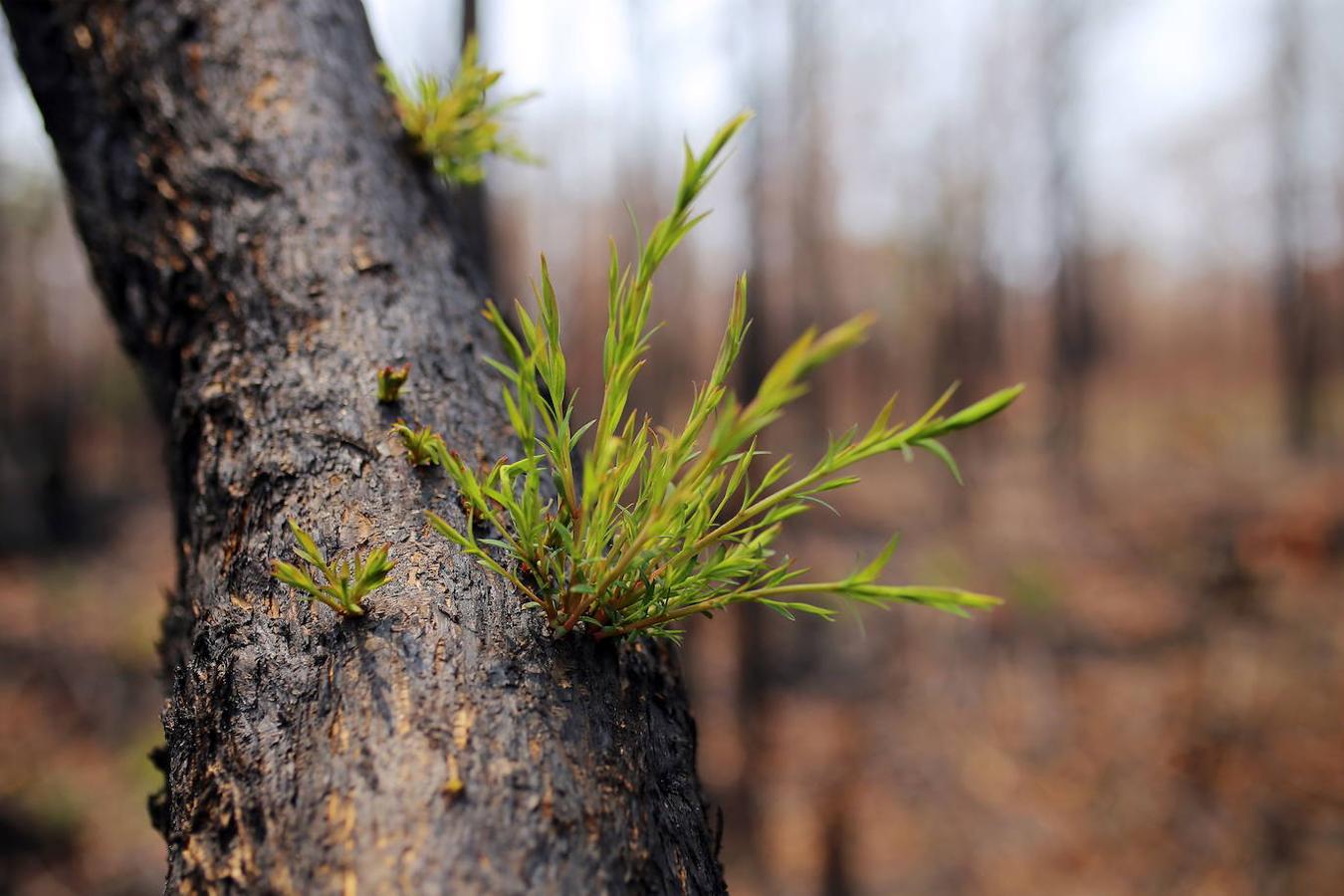 Así se abre la vida en los bosques de Australia tras los incendios