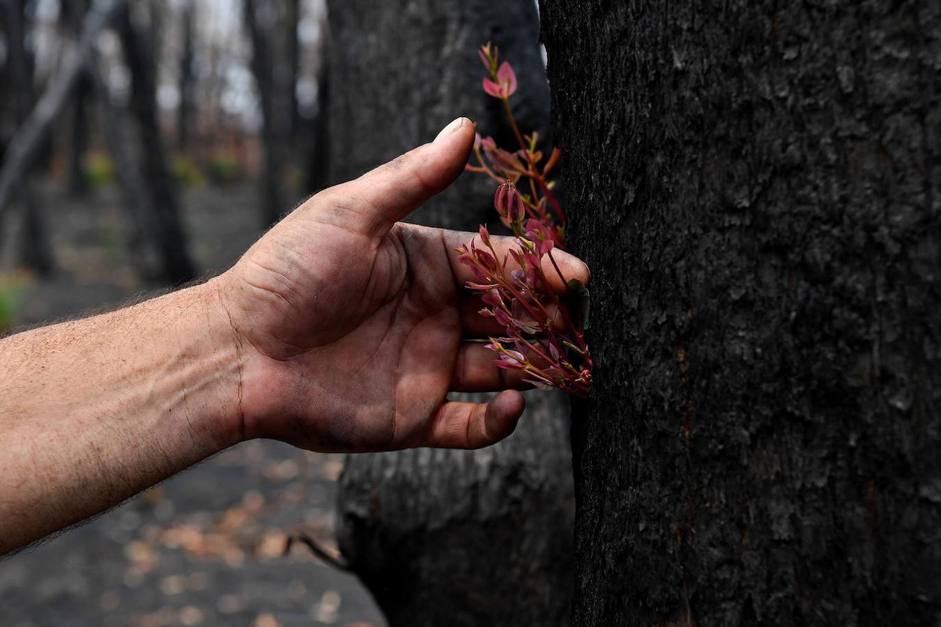 Así se abre la vida en los bosques de Australia tras los incendios