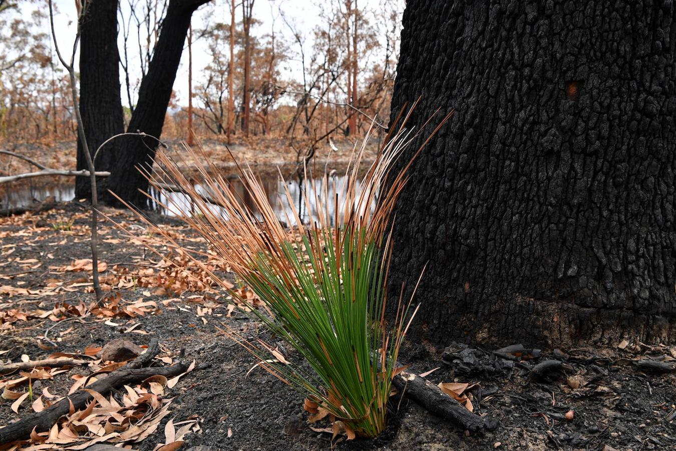 Así se abre la vida en los bosques de Australia tras los incendios