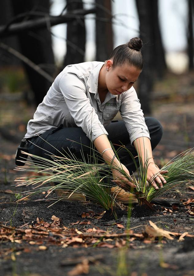 Así se abre la vida en los bosques de Australia tras los incendios