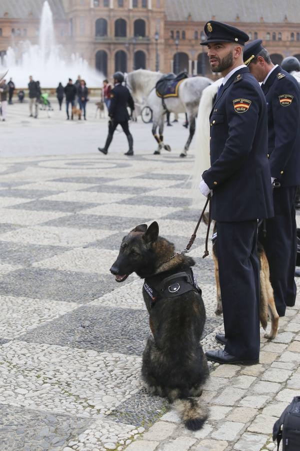 En imágenes, la bendición de San Antón para los caballos de la Policía Nacional