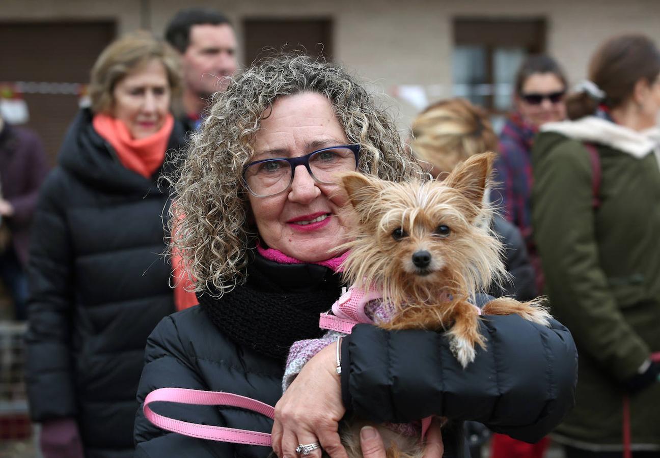 En imágenes: las mascotas de Toledo se rinden a San Antón