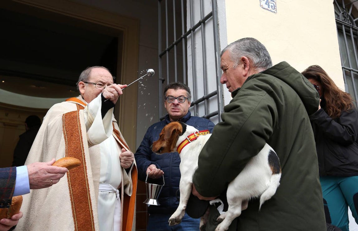 En imágenes: las mascotas de Toledo se rinden a San Antón