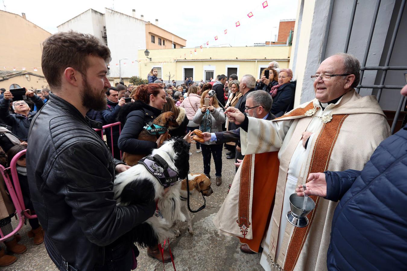 En imágenes: las mascotas de Toledo se rinden a San Antón