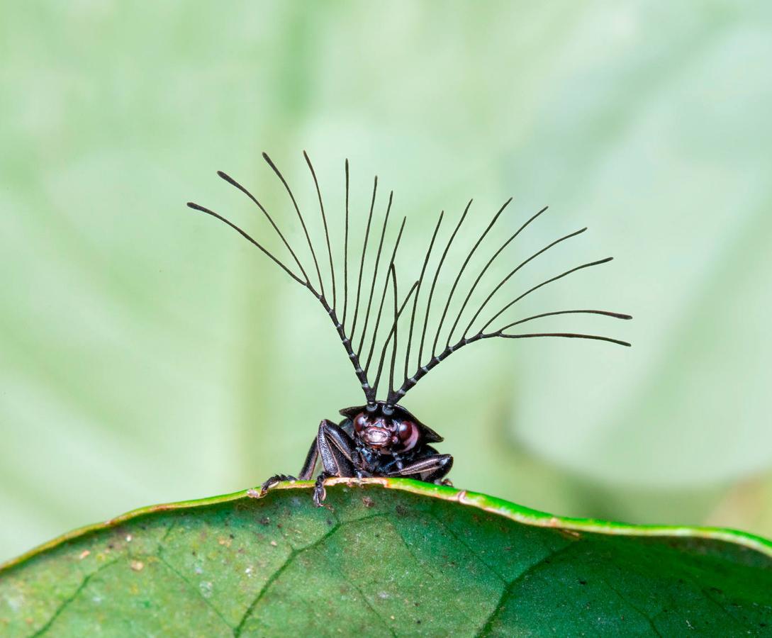 ‘Antenas y feromonas’. La selección natural ha dotado a las luciérnagas macho del género Ethra, como este ejemplar fotografiado en el bosque atlántico de Brasil, con una vistosa herramienta para maximizar sus posibilidades de encontrar pareja. La forma en abanico de sus antenas les ayuda a detectar a grandes distancias las feromonas sexuales de las hembras que se encuentran en el territorio. En su fase adulta el objetivo primordial de los insectos es dejar descendencia, y las moléculas que señalan la disponibilidad para aparearse pueden desplazarse por el aire muy fácilmente.