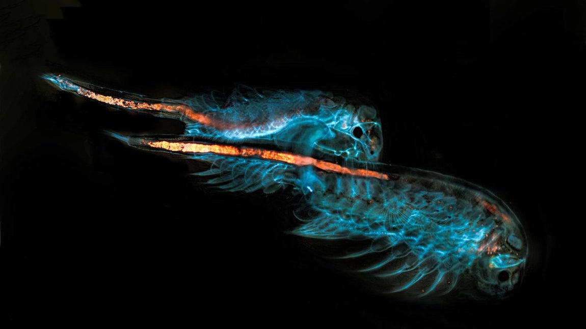 ‘Líneas de alarma’. La fotografía, tomada con luz fluorescente, muestra el cortejo de dos crustáceos marinos del género Artemia. Lo más llamativo de la imagen es la iluminación naranja de los tractos digestivos, producida por micropartículas de plástico. Estos crustáceos son la base de la alimentación de muchas especies marinas en acuicultura y se usan como organismos modelo en estudios ambientales. Al igual que ellas, la mayor parte del plancton ingerido por peces está contaminado con microplásticos, que son transferidos en la cadena trófica hasta que llegan a los consumidores finales: los humanos. No sabemos cuál es el efecto a largo plazo, pero sí que llegan a nosotros como contaminantes ambientales.