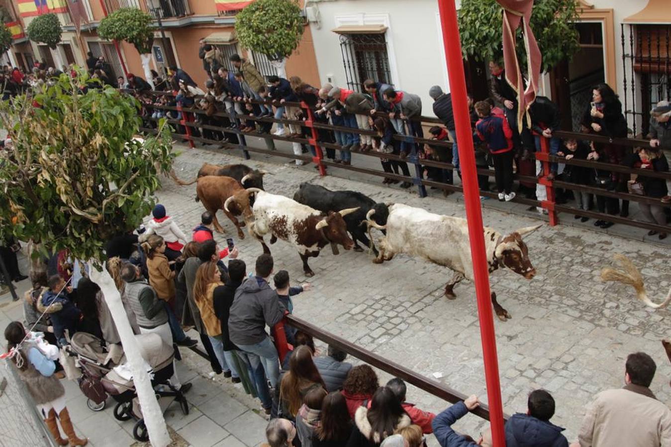 En imágenes: Encierros en la Puebla del Río con Lopera como protagonista