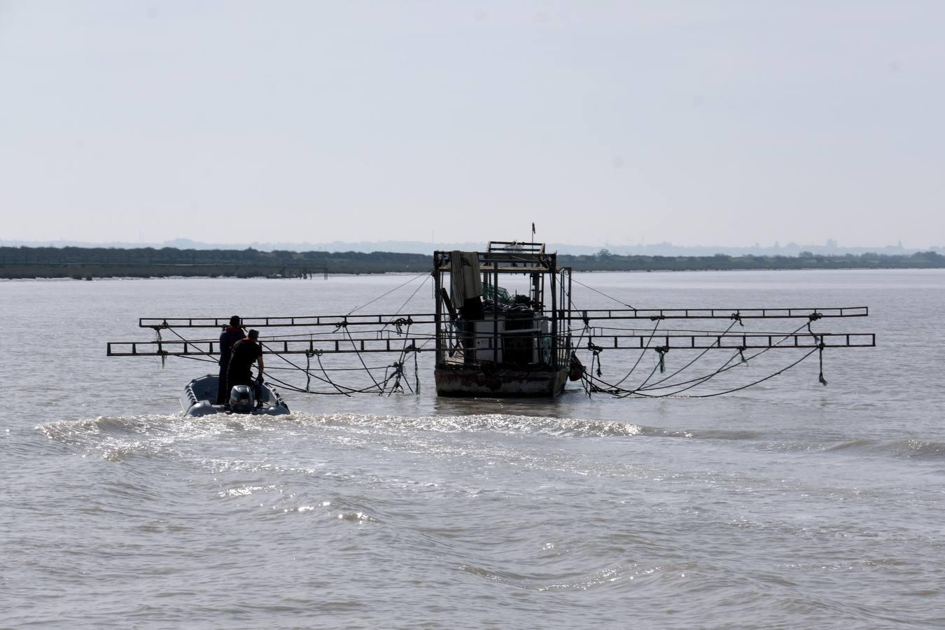 FOTOS: Golpe de la Guardia Civil a la pesca ilegal de angulas en el Guadalquivir