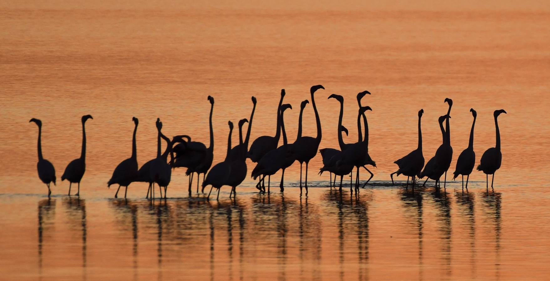 Impresionantes imágenes del corazón de Doñana