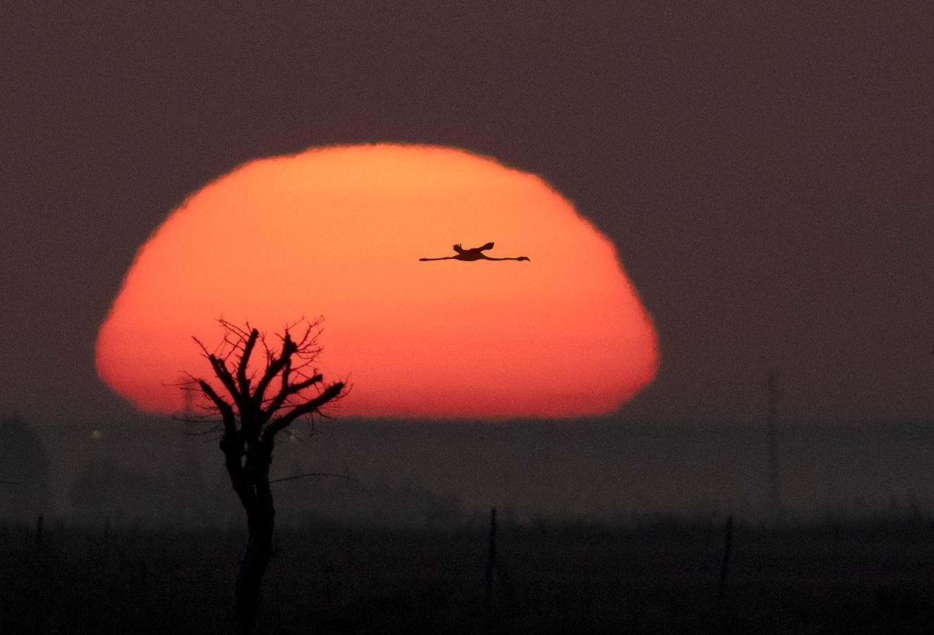 Impresionantes imágenes del corazón de Doñana