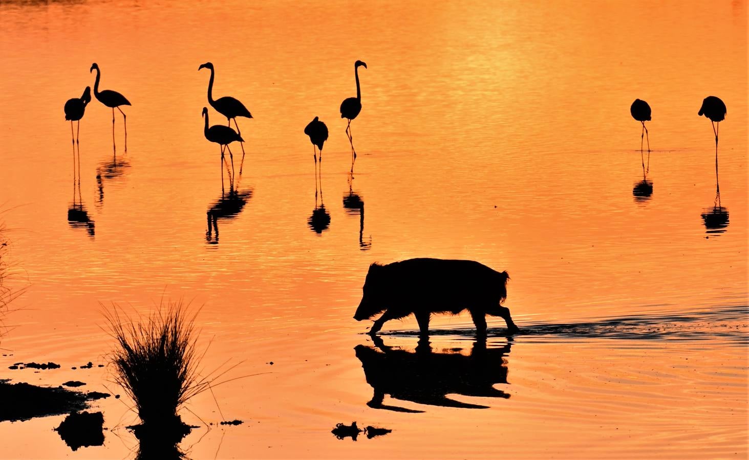 Impresionantes imágenes del corazón de Doñana