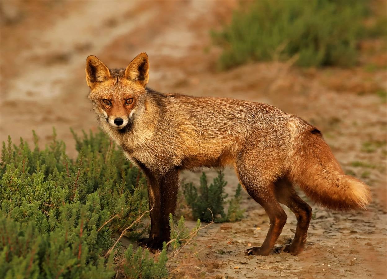 Impresionantes imágenes del corazón de Doñana