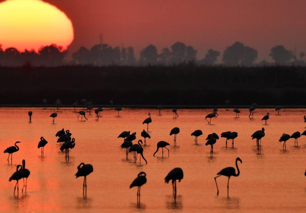 Impresionantes imágenes del corazón de Doñana